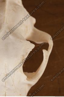 photo reference of skull 0098